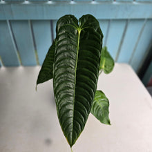 Load image into Gallery viewer, #D85 Large Anthurium Veitchii