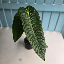 Load image into Gallery viewer, #D85 Large Anthurium Veitchii