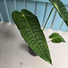 Load image into Gallery viewer, #D85 Large Anthurium Veitchii