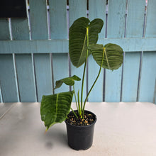 Load image into Gallery viewer, #D85 Large Anthurium Veitchii