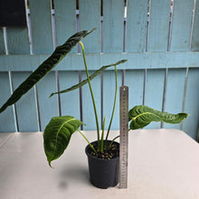 Load image into Gallery viewer, #D85 Large Anthurium Veitchii