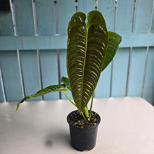 Load image into Gallery viewer, #R482 Large Anthurium Veitchii