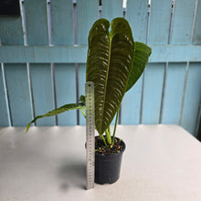 Load image into Gallery viewer, #R482 Large Anthurium Veitchii
