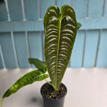 Load image into Gallery viewer, #R482 Large Anthurium Veitchii