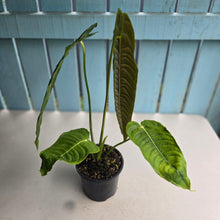 Load image into Gallery viewer, #R482 Large Anthurium Veitchii