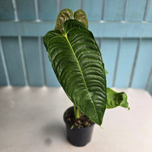 Load image into Gallery viewer, #R482 Large Anthurium Veitchii
