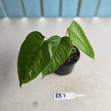 Load image into Gallery viewer, #RB7 Anthurium Talamancae