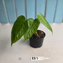 Load image into Gallery viewer, #RB7 Anthurium Talamancae
