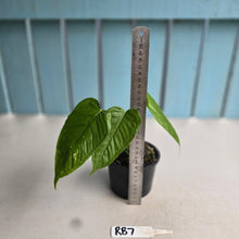 Load image into Gallery viewer, #RB7 Anthurium Talamancae