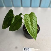 Load image into Gallery viewer, #RB7 Anthurium Talamancae