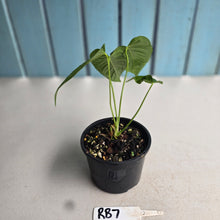 Load image into Gallery viewer, #RB7 Anthurium Talamancae