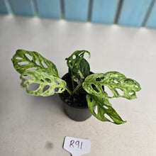 Load image into Gallery viewer, #R91 Variegated Monstera Adansonii Mint