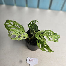 Load image into Gallery viewer, #R91 Variegated Monstera Adansonii Mint