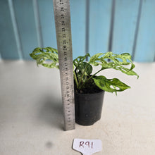 Load image into Gallery viewer, #R91 Variegated Monstera Adansonii Mint