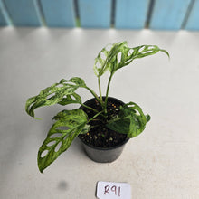 Load image into Gallery viewer, #R91 Variegated Monstera Adansonii Mint