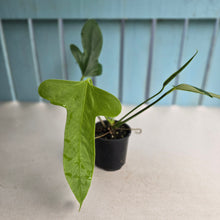 Load image into Gallery viewer, #R882 Flowering Anthurium Truncicola