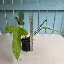 Load image into Gallery viewer, #R882 Flowering Anthurium Truncicola