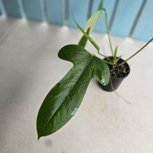 Load image into Gallery viewer, #R882 Flowering Anthurium Truncicola