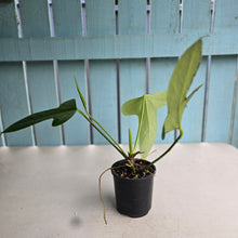 Load image into Gallery viewer, #R882 Flowering Anthurium Truncicola