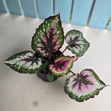 Load image into Gallery viewer, #D105 Begonia Unknown