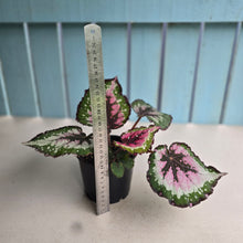 Load image into Gallery viewer, #D105 Begonia Unknown