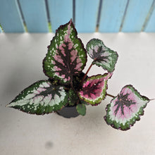 Load image into Gallery viewer, #D105 Begonia Unknown