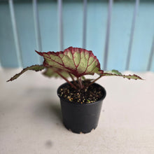 Load image into Gallery viewer, #D105 Begonia Unknown