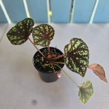 Load image into Gallery viewer, #R16 Begonia Nigritarum