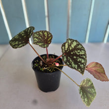 Load image into Gallery viewer, #R16 Begonia Nigritarum