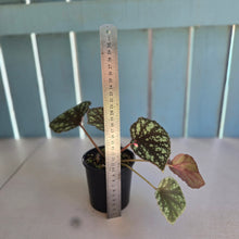 Load image into Gallery viewer, #R16 Begonia Nigritarum