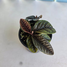 Load image into Gallery viewer, #R12 Two x Headed Labisia Sp.