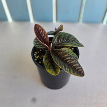 Load image into Gallery viewer, #R12 Two x Headed Labisia Sp.