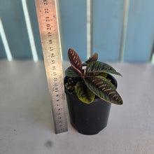 Load image into Gallery viewer, #R12 Two x Headed Labisia Sp.