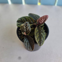 Load image into Gallery viewer, #R12 Two x Headed Labisia Sp.