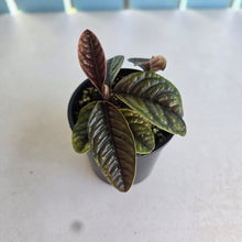 Load image into Gallery viewer, #R12 Two x Headed Labisia Sp.