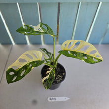 Load image into Gallery viewer, #RA18 Variegated Monstera Adansonii