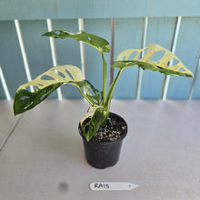 Load image into Gallery viewer, #RA18 Variegated Monstera Adansonii