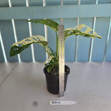 Load image into Gallery viewer, #RA18 Variegated Monstera Adansonii