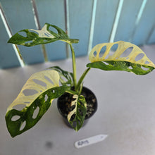 Load image into Gallery viewer, #RA18 Variegated Monstera Adansonii