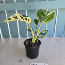 Load image into Gallery viewer, #RA18 Variegated Monstera Adansonii