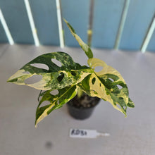 Load image into Gallery viewer, #RD31 Variegated Monstera Adansonii