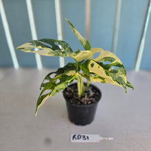 Load image into Gallery viewer, #RD31 Variegated Monstera Adansonii