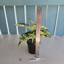 Load image into Gallery viewer, #RD31 Variegated Monstera Adansonii