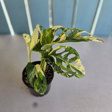Load image into Gallery viewer, #RD31 Variegated Monstera Adansonii