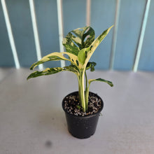 Load image into Gallery viewer, #RD31 Variegated Monstera Adansonii