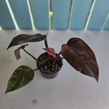 Load image into Gallery viewer, #RB4 Philodendron Orange Princess