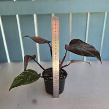 Load image into Gallery viewer, #RB4 Philodendron Orange Princess