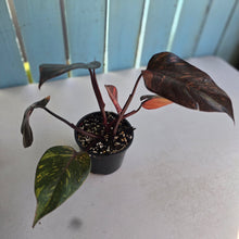 Load image into Gallery viewer, #RB4 Philodendron Orange Princess