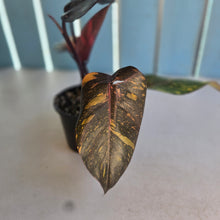 Load image into Gallery viewer, #RB4 Philodendron Orange Princess