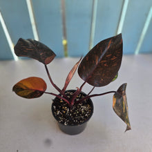 Load image into Gallery viewer, #RB4 Philodendron Orange Princess